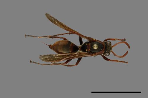 Polistes eboshinus[姬長腳蜂][00072656]