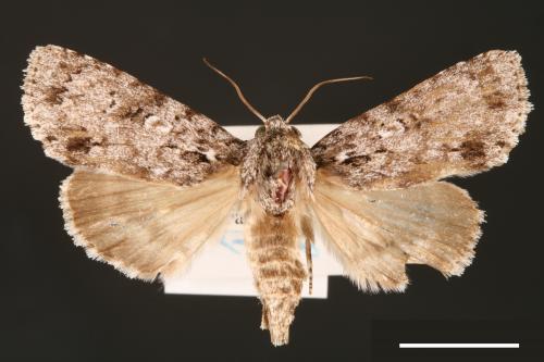 Acronicta albistigma[00000432]