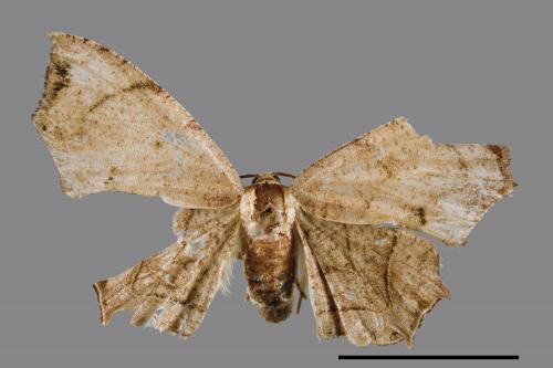 Dysaethria obscuraria[00044754]