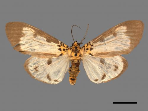 Asota plana lacteata[長斑擬燈蛾][00038892]