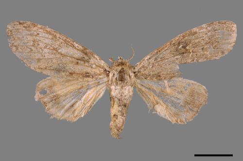 Calliteara kikuchii[斜茸毒蛾][00051801]