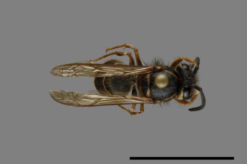 Vespula flaviceps[細黃胡蜂][00073075]