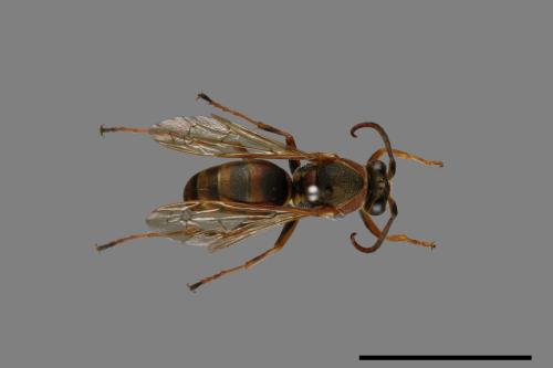 Polistes takasagonus[雙斑長腳蜂][00072663]