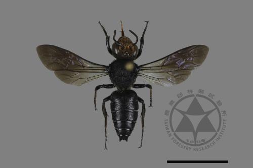 <已分類>Family：Megachilidae[切葉蜂科][00197694]