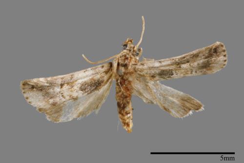 <已分類>Family：Crambidae[草螟科][00023331]