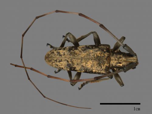 Acalolepta rusticatrix rusticatrix[銹絨毛天牛][00084288]