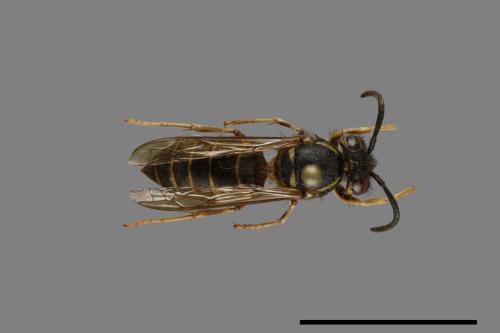 Vespula flaviceps[細黃胡蜂][00073460]