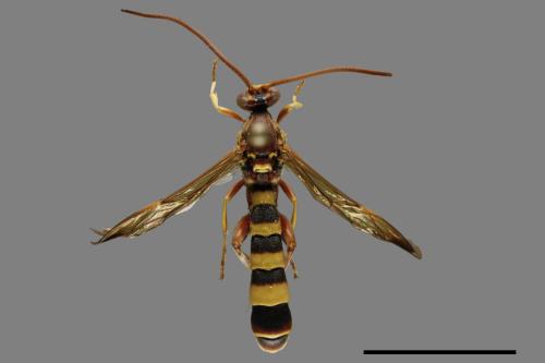 <已分類>Family：Ichneumonidae[姬蜂科][00094546]