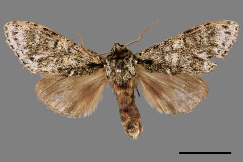 Pheosiopsis cinerea formosana[喜夙舟蛾][00039153]