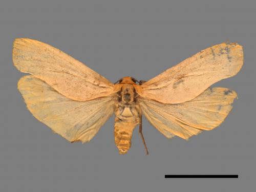 Eilema usuguronis[黃邊土苔蛾][00047814]