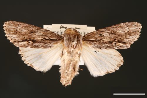 Acronicta denticulata pernivea[00000373]