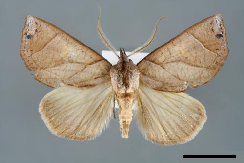 <已分類>Family：Noctuidae[夜蛾科][00007001]