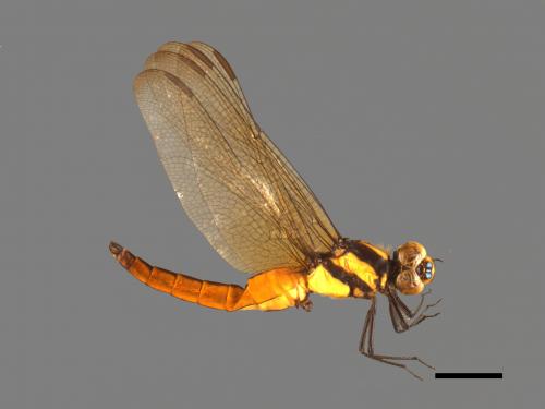 Lyriothemis flava[樹穴蜻蜓][00103736]