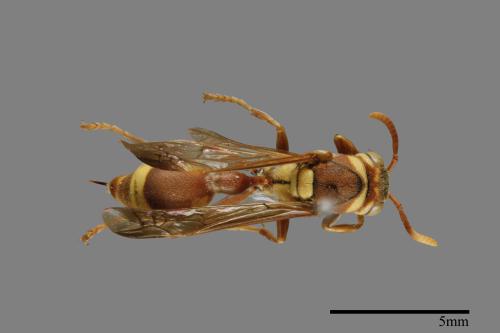 Ropalidia fasciata[00078552]