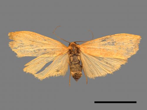 Eilema magnata[巨土苔蛾][00045690]