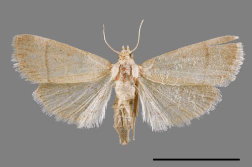 <已分類>Family：Pyralidae[螟蛾科][00068938]