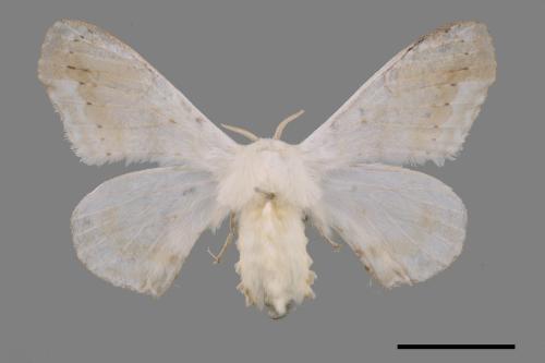 Ernolatia moorei[大黑斑白蠶蛾][00057591]