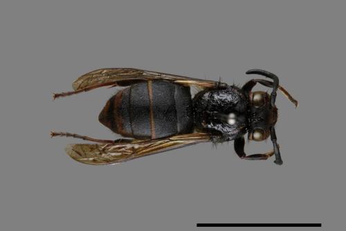 Vespula flaviceps[細黃胡蜂][00073147]