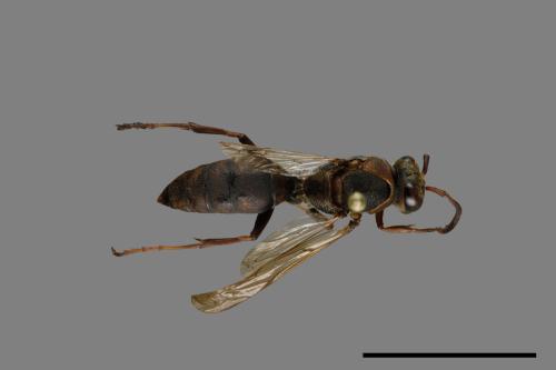 Polistes takasagonus[雙斑長腳蜂][00072774]