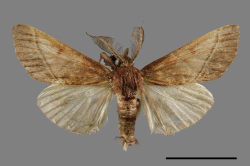 <已分類>Family：Pyralidae[螟蛾科][00057965]