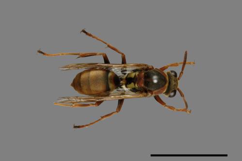 Polistes takasagonus[雙斑長腳蜂][00072687]