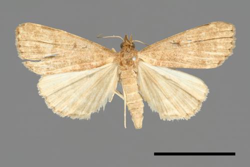 <已分類>Family：Noctuidae[夜蛾科][00011108]