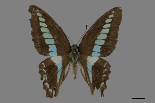 Graphium sarpedon connectens[青帶鳳蝶][00093798]