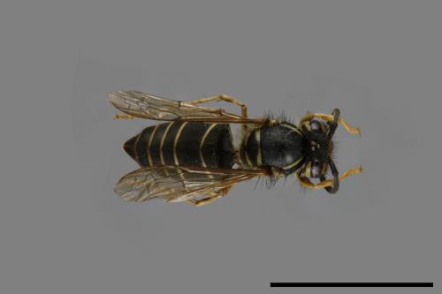 Vespula flaviceps[細黃胡蜂][00073334]