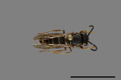 Vespula flaviceps[細黃胡蜂][00073259]