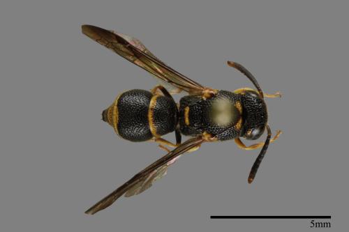 Parancistrocerus kuraruensis[鐘腰螨寄蜾臝][00101631]