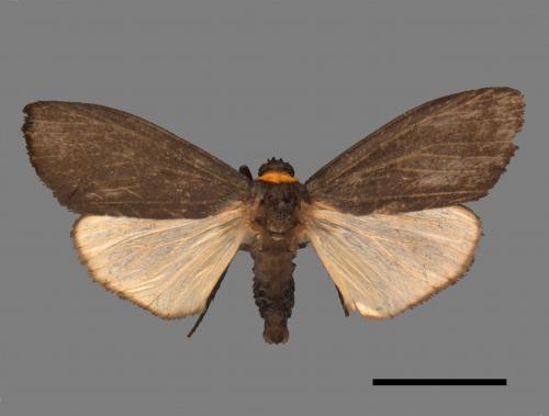 Paraona staudingeri[烏閃苔蛾][00053473]