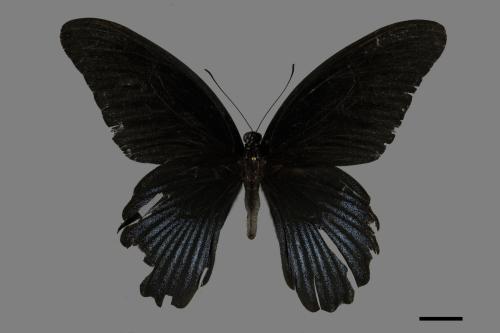 Papilio memnon heronus[大鳳蝶][00093911]