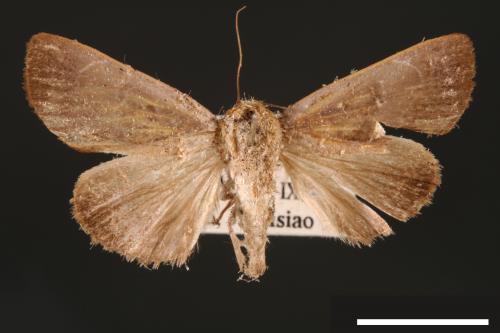 Westermannia elliptica[00004382]