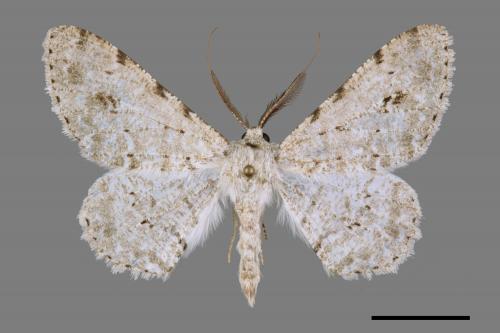 Lassaba parvalbidaria parvalbidaria[污雪雙斑尺蛾][00029785]