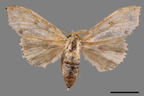 Calliteara angulata[點茸毒蛾][00047792]