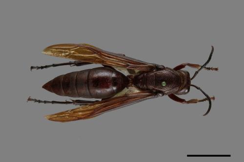 Polistes gigas[巨長腳蜂][00074371]