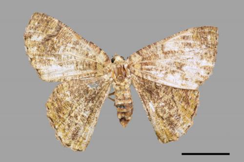 Lophophelma taiwana[台灣垂耳尺蛾][00055913]