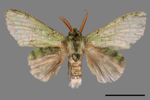 Stauropus takamukuana[綠蟻舟蛾][00045127]