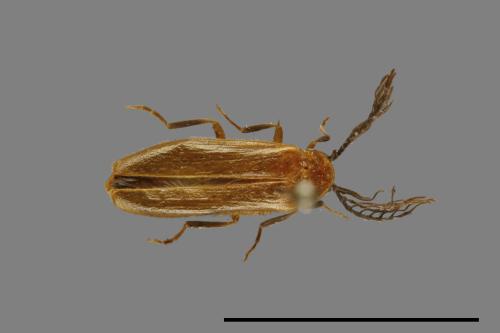 <已分類>Family：Lycidae[紅螢科][00093301]