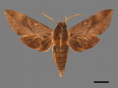Ampelophaga rubiginosa myosotis[臺灣葡萄天蛾][00017547]