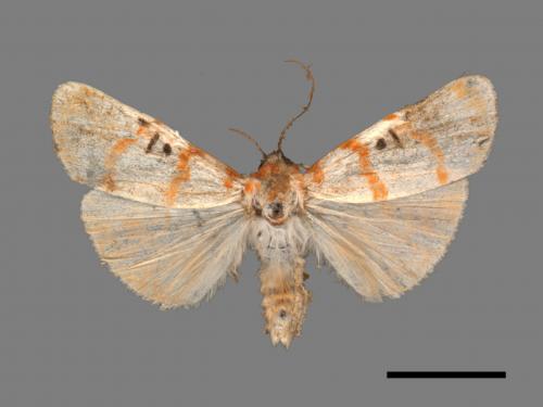 Cyana subalba[蘇雪苔蛾][00051019]