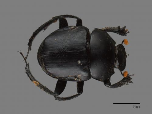 Paragymnopleurus ambiguus[台灣側裸蜣螂][00081824]