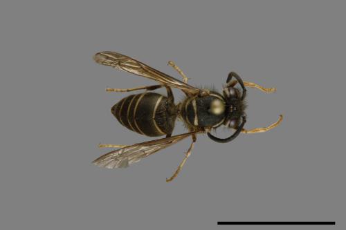 Vespula flaviceps[細黃胡蜂][00072999]