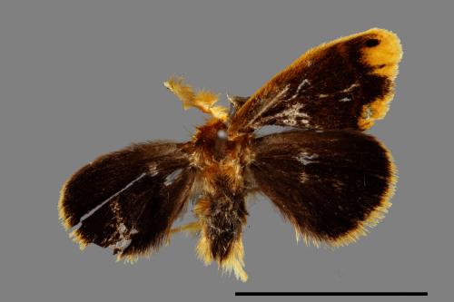 <已分類>Family：Lymantriidae[毒蛾科][00053740]