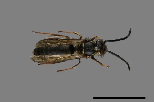 Vespula flaviceps[細黃胡蜂][00073430]