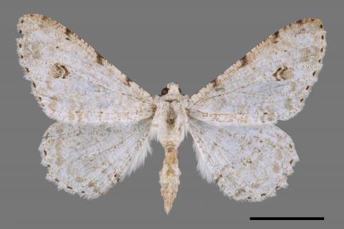 Lassaba parvalbidaria parvalbidaria[污雪雙斑尺蛾][00029674]