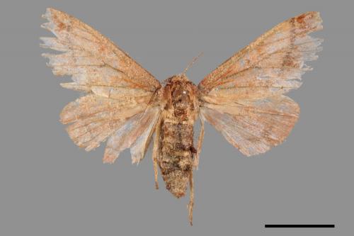 <已分類>Family：Geometridae[尺蠖蛾科][00051845]