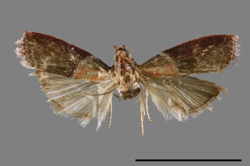 <已分類>Family：Pyralidae[螟蛾科][00063950]