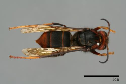 Vespa velutina[黃腳虎頭蜂][00097296]