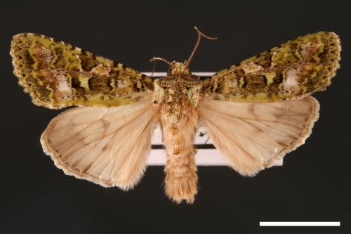 Euplexidia pallidivirens[00001906]